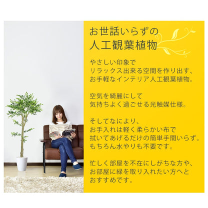 人工観葉植物 イボタノキ