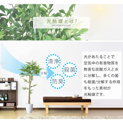 人工観葉植物 イボタノキ